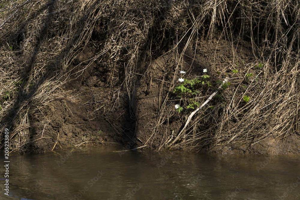 white flowers snowdrops hid under the steep clay shore of a muddy spring river white flowers snowdrops hid under the steep clay shore of a muddy spring river