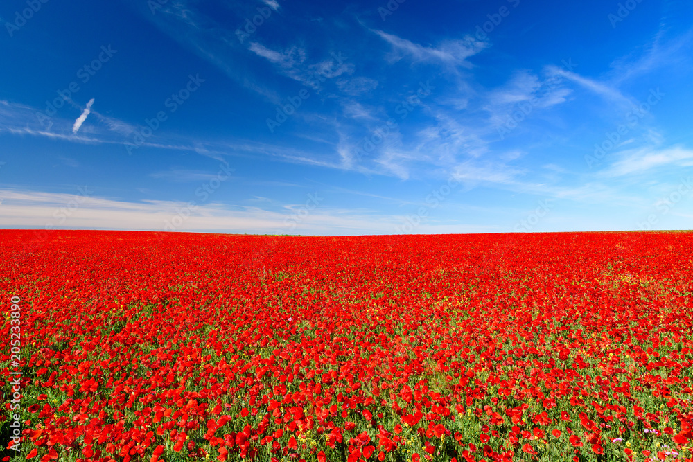 field of red poppies