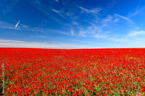 Obraz na płótnie field of red poppies w salonie