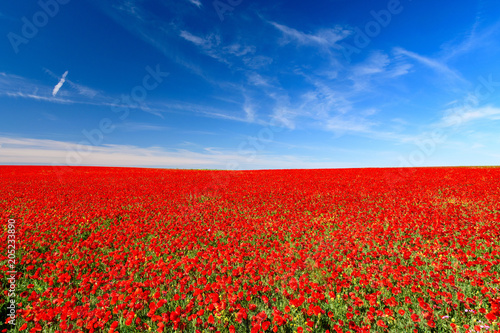 field of red poppies