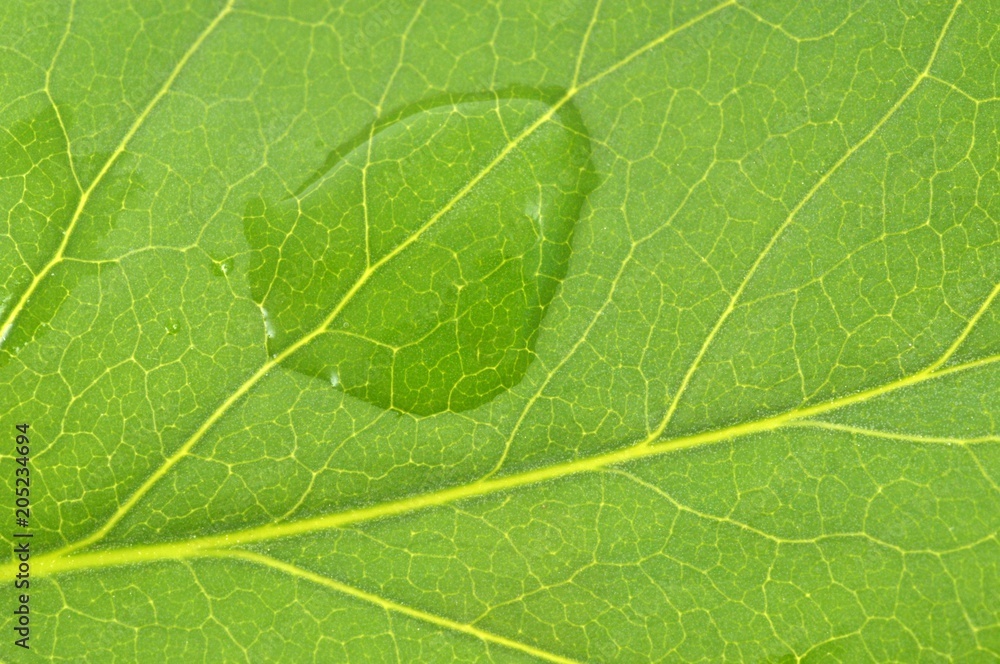Goutte d'eau sur une feuille Goutte d'eau sur une feuille