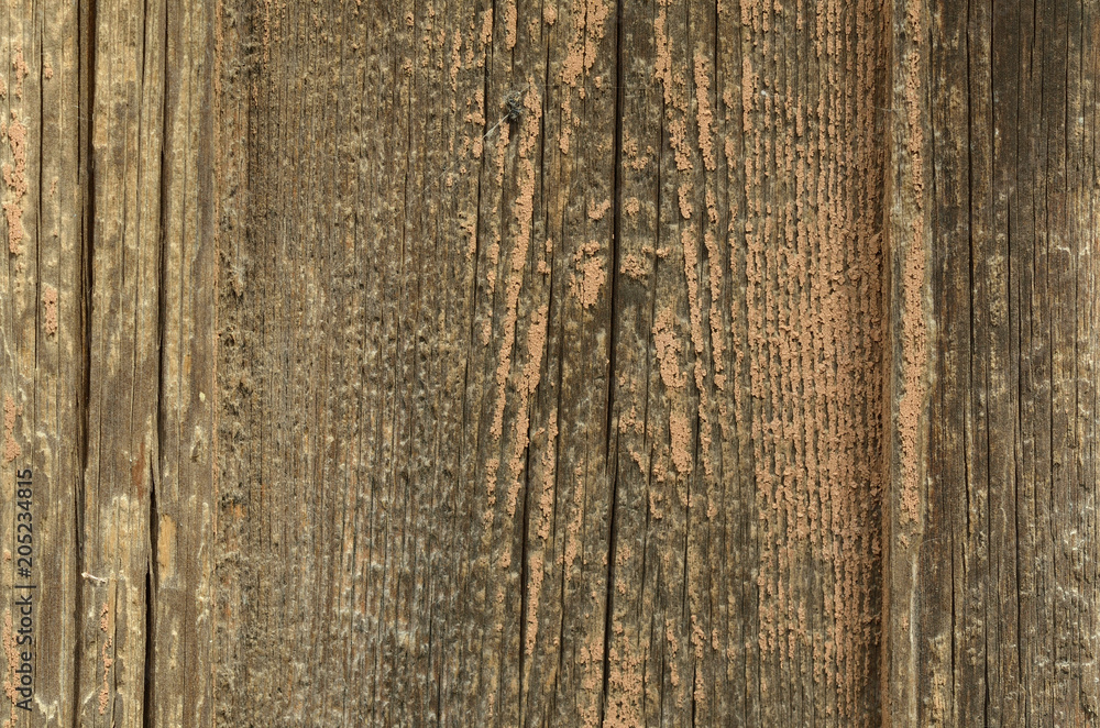 Fototapeta premium An old rough wooden board without paint, a texture.