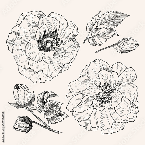 Wallpaper Mural Wild roses blossom branch isolated on white. Vintage botanical hand drawn illustration. Spring flowers of garden rose, dog rose. Vector design Torontodigital.ca