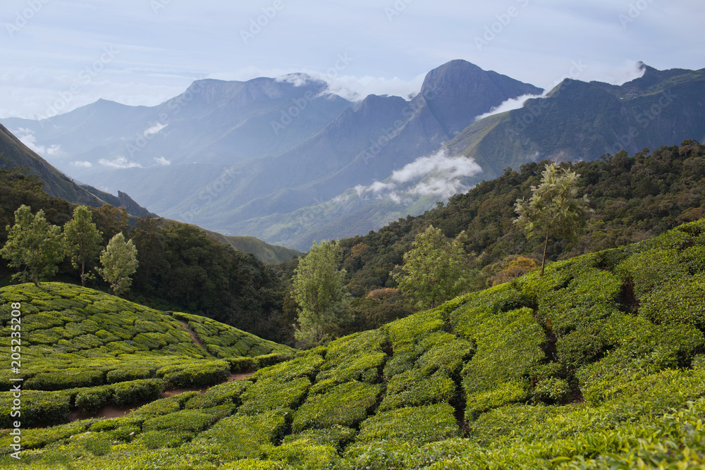 Tea plantations in Western Ghats range of mountain, Kerala, South India Tea plantations in Western Ghats range of mountain, Kerala, South India