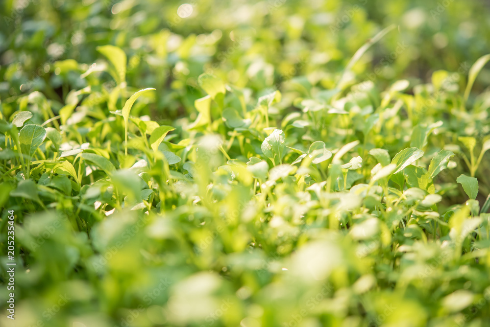 Closeup of small saplings in garden , Agriculture and Seeding Plant , Group of green sprouts growing out from soil Closeup of small saplings in garden , Agriculture and Seeding Plant , Group of green sprouts growing out from soil