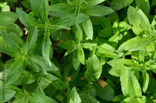 Natural texture of green mint. Background, wallpaper photo