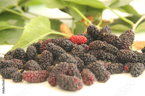 Blackberry, fruit, São Paulo, Brazil photo