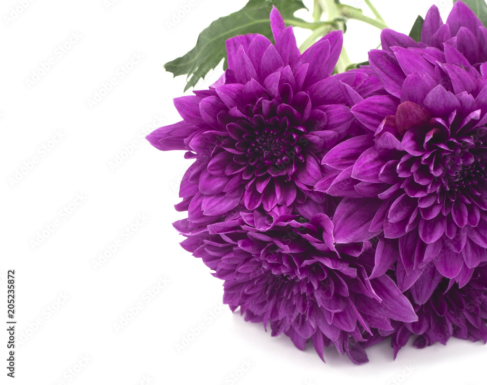 beautiful purple chrysanthemum flowers at the market in Thailand, with copy space beautiful purple chrysanthemum flowers at the market in Thailand, with copy space