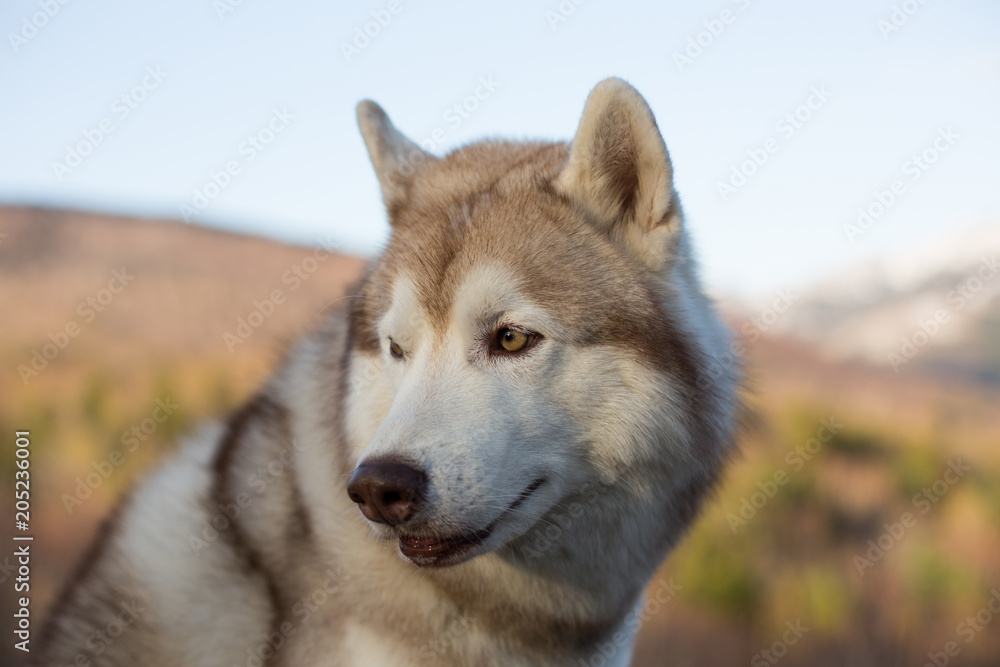 Profile close-up of beautiful beige and white Siberian Husky dog sitting in the forest at sunset on mountains background. Profile close-up of beautiful beige and white Siberian Husky dog sitting in the forest at sunset on mountains background.