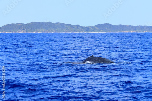 慶良間のザトウクジラ