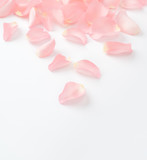 pink  petal