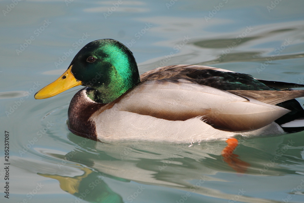 Obraz premium Bright