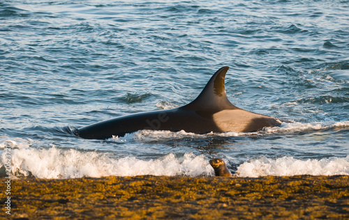 Orca hunt sea lions, Patagonia , Argentina