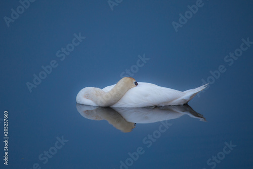 Höckerschwan am frühen Morgen