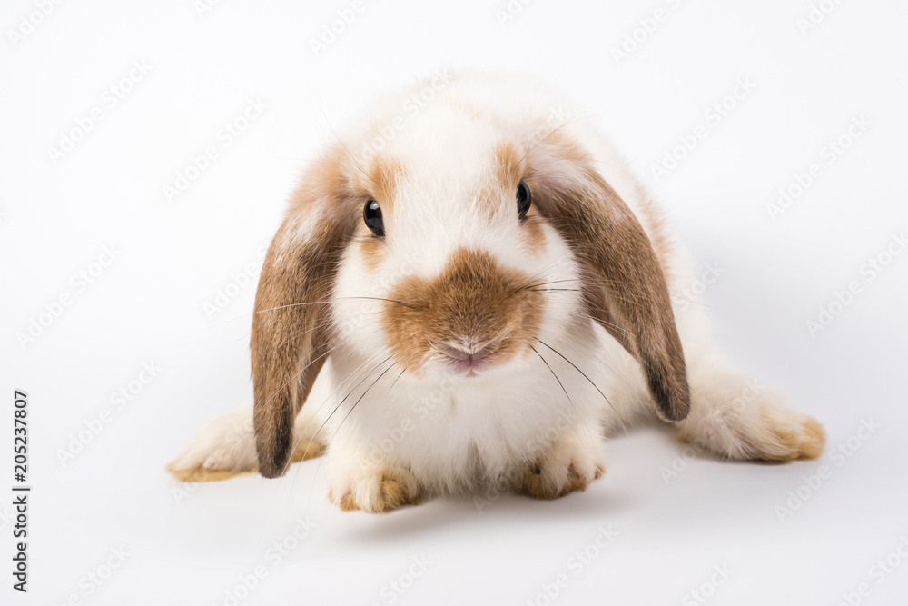rabbit rabbit