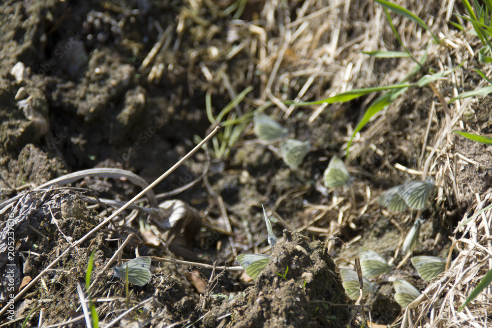 small butterflies on the ground, with closed wings small butterflies on the ground, with closed wings