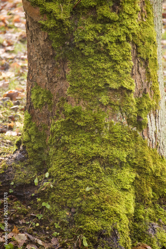 trunk with moss, in autumn