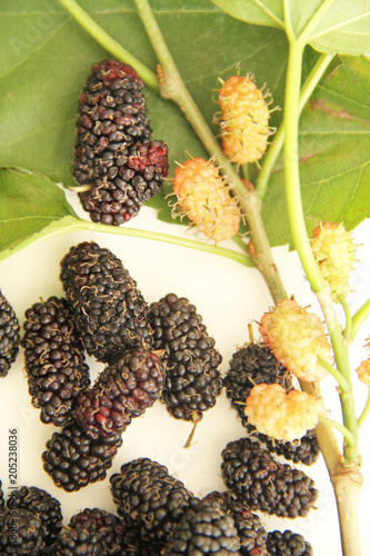 Blackberry, fruit, São Paulo, Brazil photo