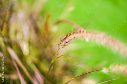 close up grass flower with blur background.