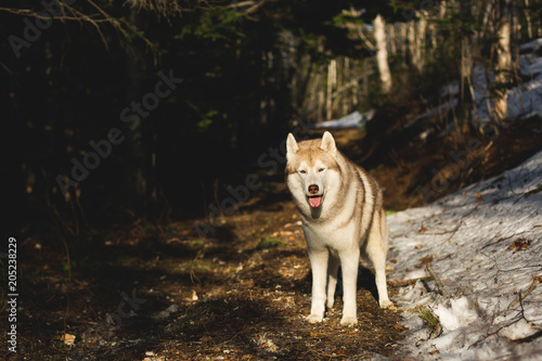 Portrait of gorgeous dog breed Siberian husky standing in the forest in the spring season on sunny day