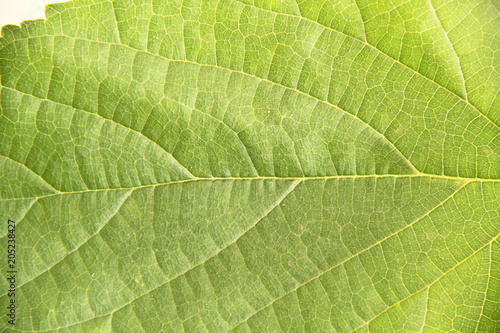 Leaf, blackberry, São Paulo, Brazil