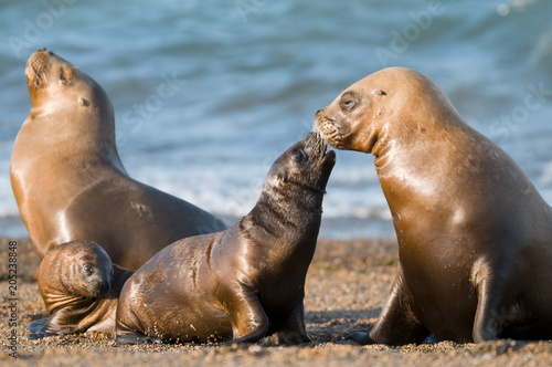 Mother and baby sea lion  Patagonia