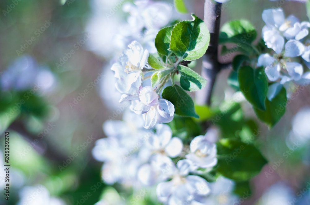 Twigs with green leaves and white flowers of cherry. Blossom of cherry