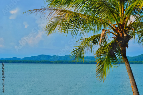 Vacation time concept  Coconut tree with sea view.