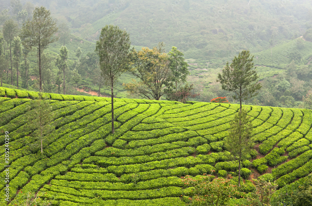 Tea plantations in Kerala, South India