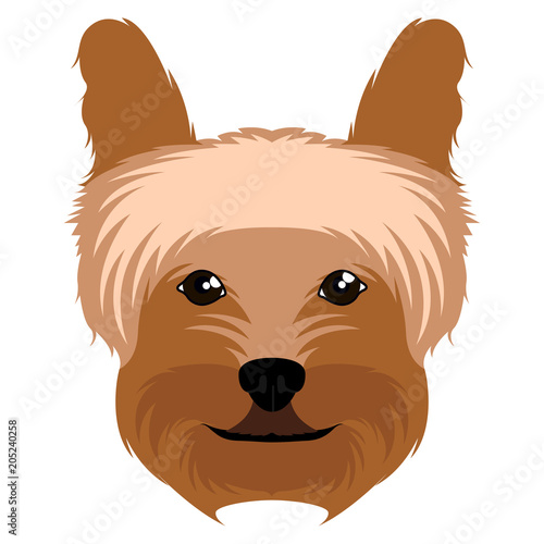 Yorkshire terrier avatar