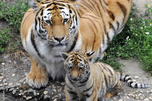 Fototapeta Naklejka Na Ścianę i Meble -  Sibirischer Tiger, Amurtiger (Panthera tigris altaica), Tigerin mit Jungen, Captive, Deutschland, Europa