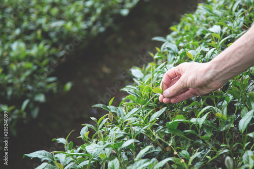Image of Fresh tea leaves in hand over tea bushes on plantation