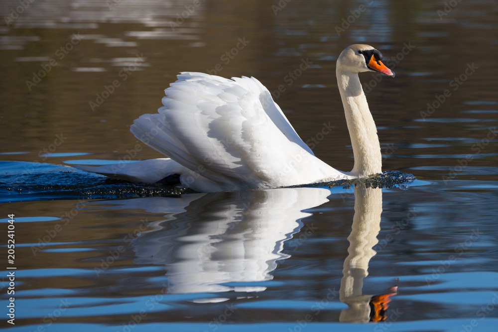 Fototapeta premium Höckerschwan spiegelt sich in der Wasseroberfläche