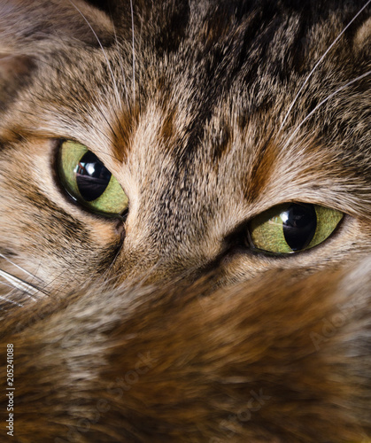 Retrato de gata mirando a la camara