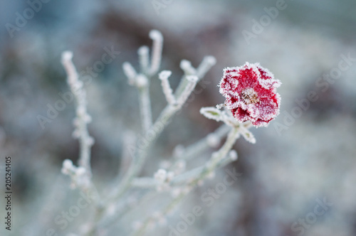 winter flower