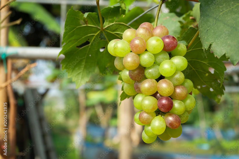  grape in a garden