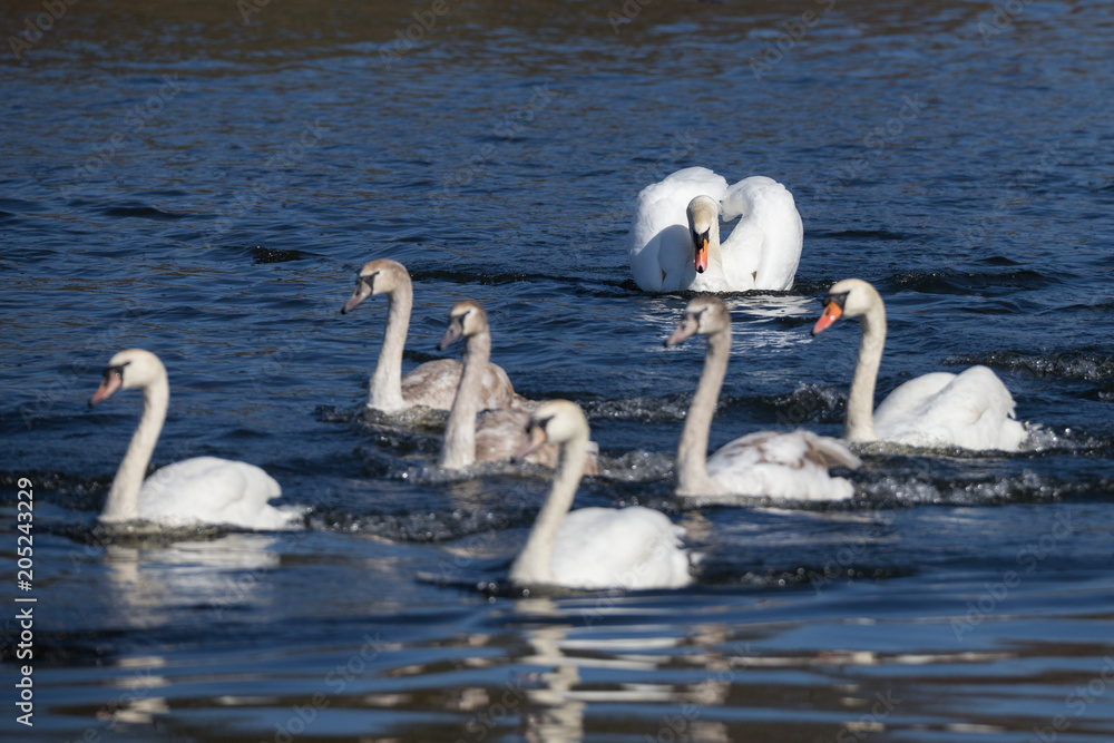 Obraz premium Höckerschwan vertreibt einen Rivalen