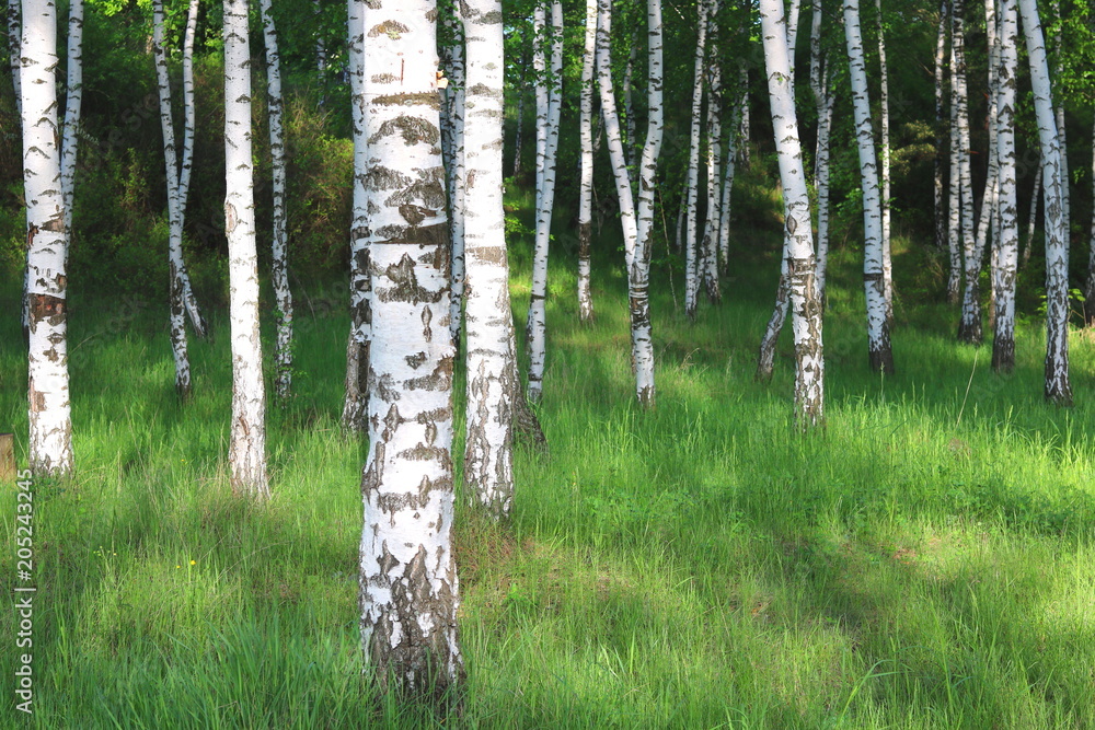 Obraz premium Beautiful birch trees with white birch bark in birch grove with green birch leaves in early summer