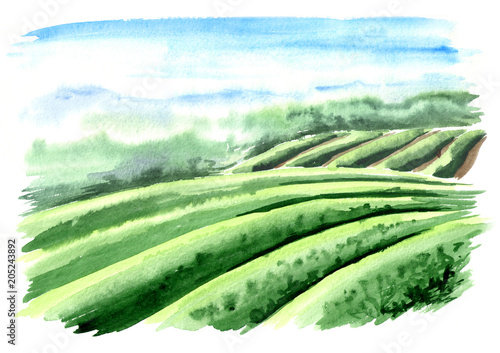 Obraz na płótnie Sceneria plantacji herbaty. Ręcznie rysowane akwarela ilustracja