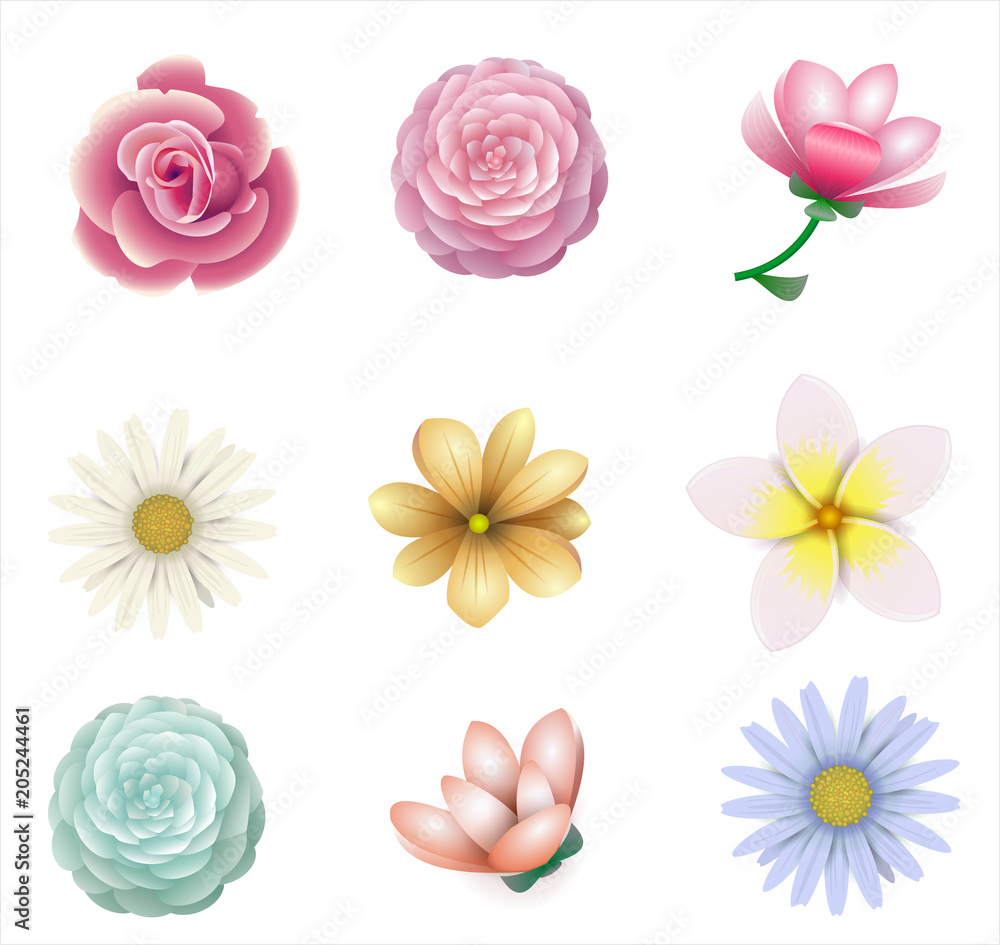 Pink flowers of roses, magnolias, chrysanthemums, gladiolus against a white board. Vector graphics