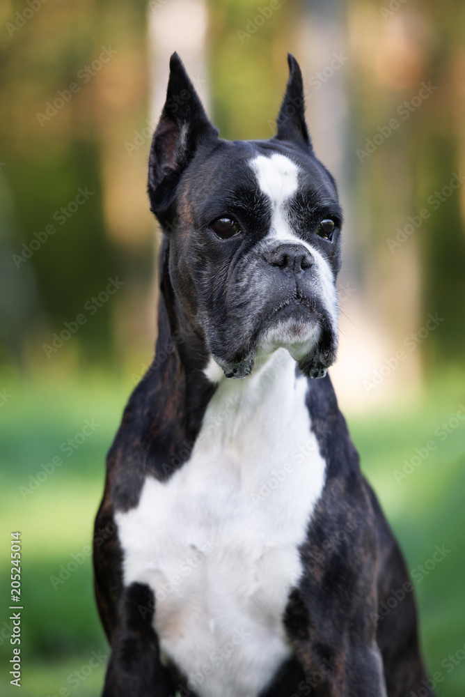 german boxer dog portrait in summer
