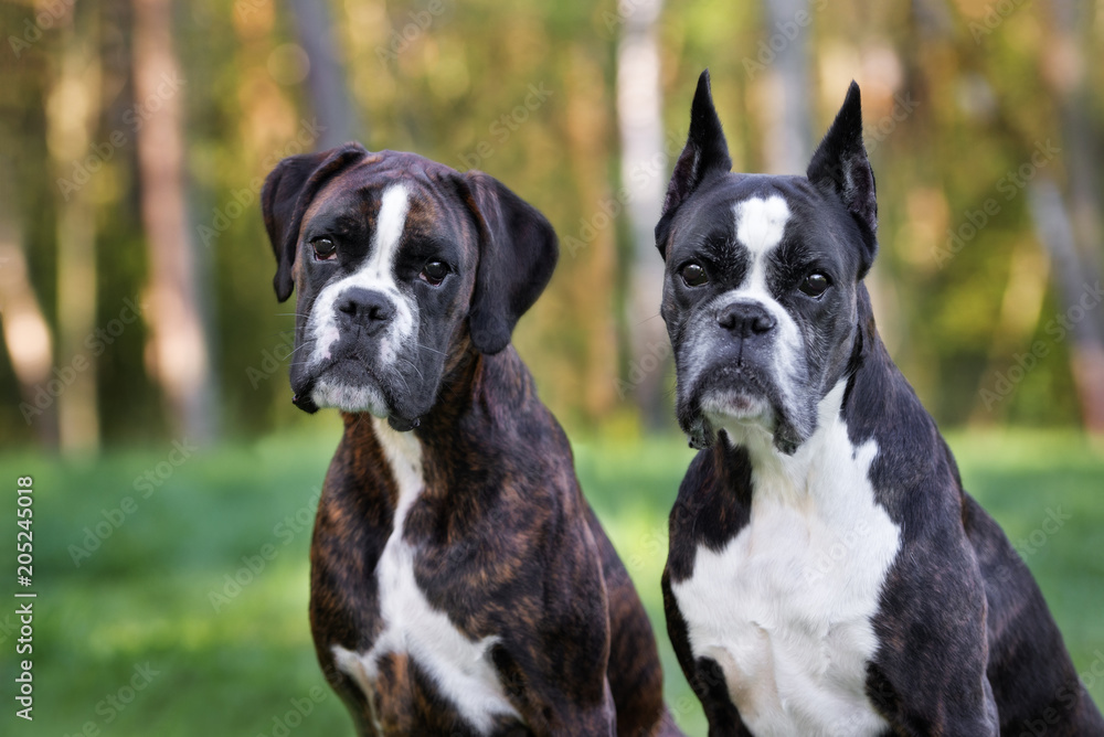 two german boxer dogs posing together outdoors in summer