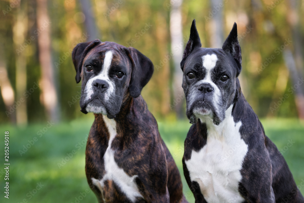 two german boxer dogs posing together outdoors in summer two german boxer dogs posing together outdoors in summer