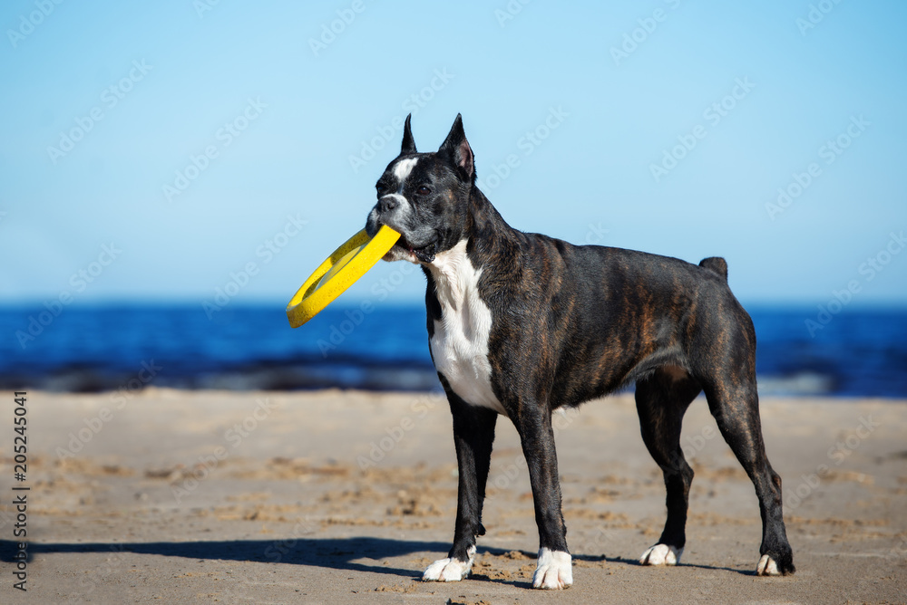 german boxer dog standing on the beach with a toy in her mouth german boxer dog standing on the beach with a toy in her mouth