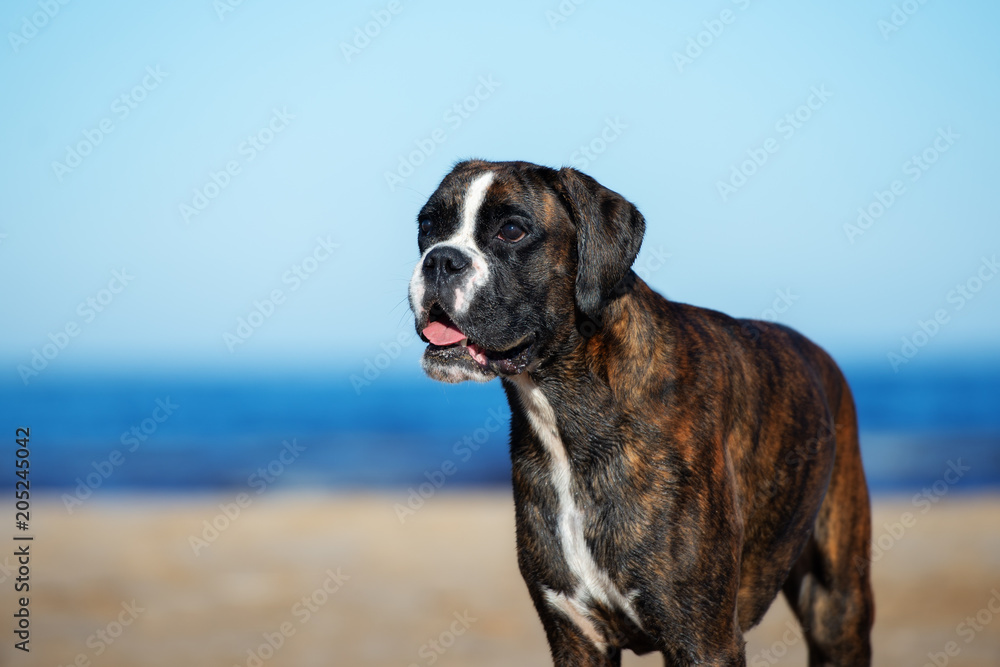 german boxer dog portrait on the beach german boxer dog portrait on the beach