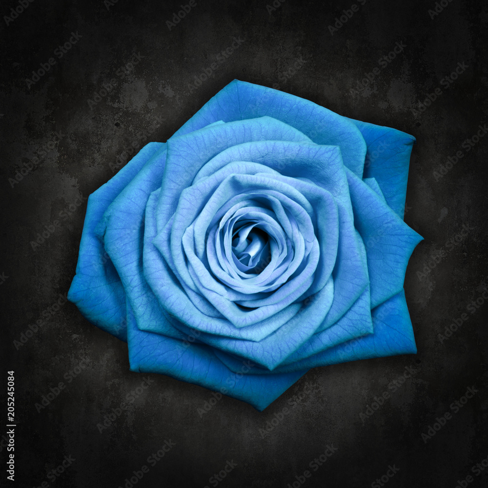 Foto Stock Blue rose on black background - Rosa blu su sfondo nero | Adobe  Stock