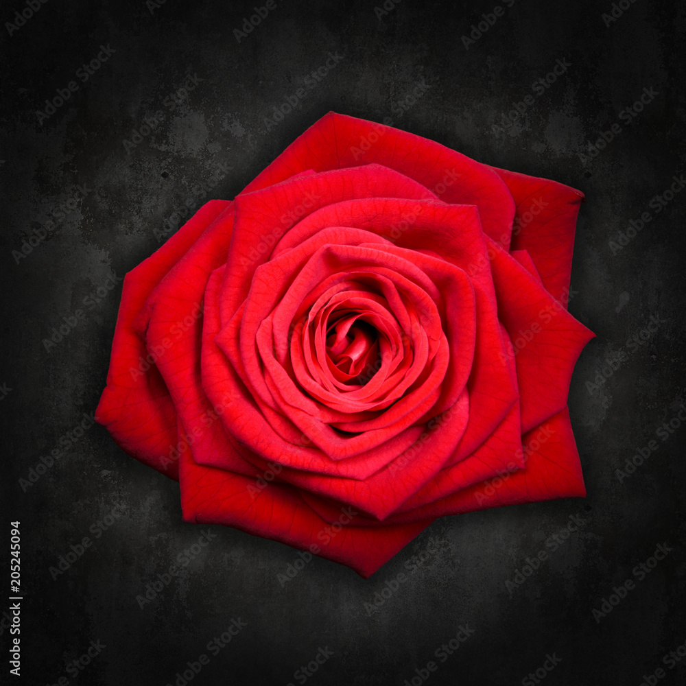 Red rose on black background - Rosa rossa su sfondo nero Stock Photo |  Adobe Stock