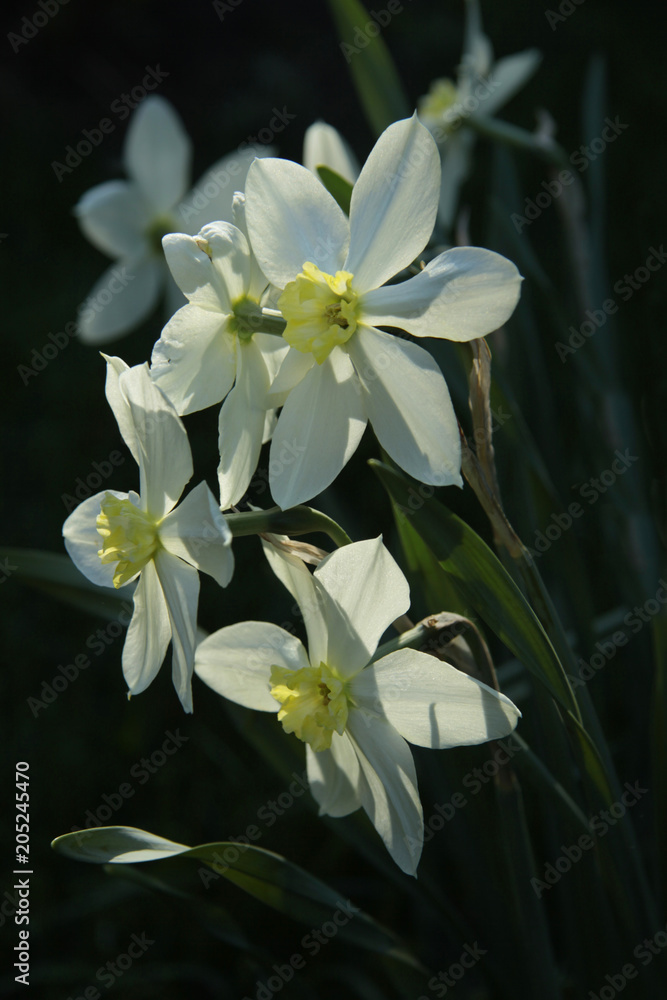 Obraz premium white daffodil flowers