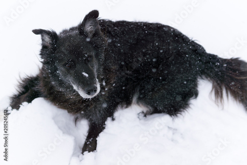 Mixed breed black dog playing in snow © Mikko