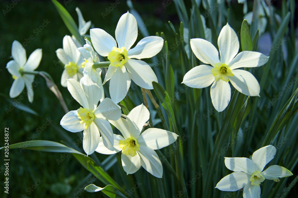 white daffodil flowers white daffodil flowers